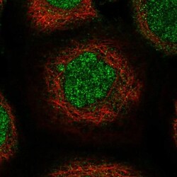 USP45 Antibody, Novus Biologicals:Antibodies:Primary Antibodies